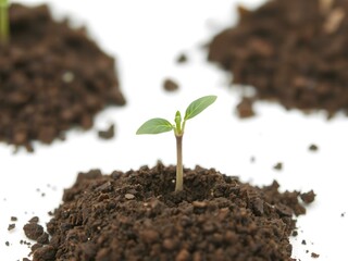 New Growth:  A single, delicate sprout emerges from the rich soil, symbolizing the promise of new life and growth. Its tiny leaves reach towards the light, a testament to resilience and potential. 