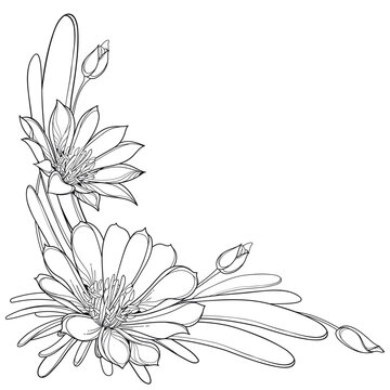 Corner bouquet with outline Bitterroot or Lewisia rediviva flower and leaves in black isolated on white background.