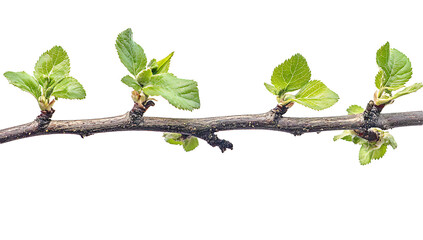 Spring Awakening: New leaves sprout delicately on a slender branch, signifying the arrival of spring and the promise of new beginnings.