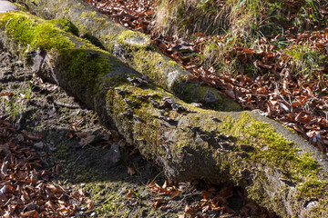 The trunk of a fallen tree is covered with green moss