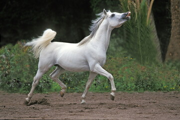 cheval arabe
