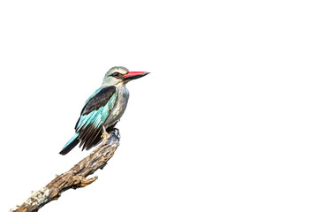 Woodland kingfisher standing on a branch isolated in white background in Greater Kruger National park, South Africa ; specie Halcyon senegalensis family of Alcedinidae