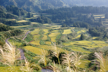 Fototapeta premium Idyllic scenery of terrace paddy fields on the hillside with the ripe golden rice crops bathed in bright sunlight before harvesting in autumn, in Hoshi Mountain Pass in Tokamachi, Niigata, Japan