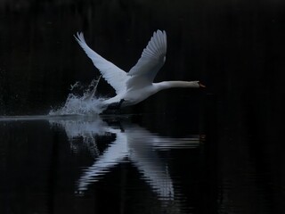Swan taking flight over a calm lake.