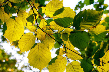 Obraz premium Green leaves of hazel in the sun