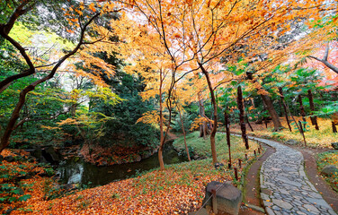 A paved walkway meanders by a stream under a colorful maple forest and fallen leaves cover the grassy ground in Koishikawa Korakuen Park, a Japanese garden famous for its fall foliage, in Tokyo, Japan
