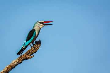 Woodland kingfisher standing on a branch isolated in blue sky in Greater Kruger National park, South Africa ; specie Halcyon senegalensis family of Alcedinidae