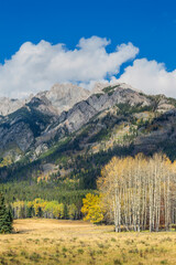 Autumn view of Bow Valley Parkway in Banff National Park, Canada. Vibrant golden trees, rugged mountains, and blue skies create a stunning natural landscape in this panoramic scene.