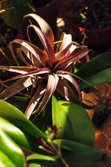 Big beautiful tillandsia colored lilac in the sun among other house plants on the balcony or terrace. Green thickets, home gardening concept, selective focus