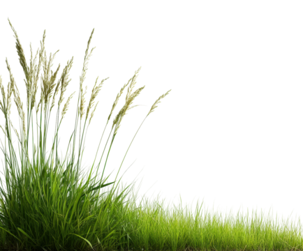 Vibrant grass growth open field nature fresh isolated on transparent background png