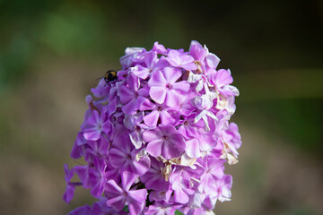 Fototapeta premium Beautiful inflorescence of lilac phlox on a blurred background