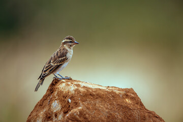 Yellow-throated Petronia standing on a rock isolated in natural background in Greater Kruger National park, South Africa ; Specie Gymnoris superciliaris family of Passeridae