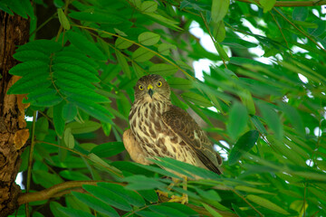 Hawk on a tree branch