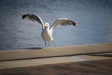 close-up of a seagull standing at the harbor and spreading its wings