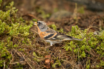 Brambling male, on the forest floor, in a forest in Scotland, close up in winter