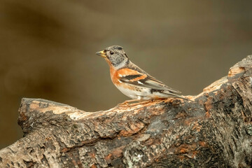 Brambling male, perched on a branch, in a forest in Scotland, close up in winter
