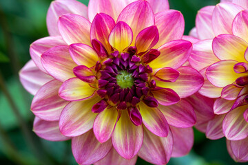 Bright pink dahlia flower on a flower bed in summer. Gardening, perennial flowers, landscaping.