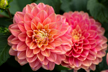 Fototapeta premium Gorgeous pink dahlia flower. Gardening, perennial flowers, landscaping.