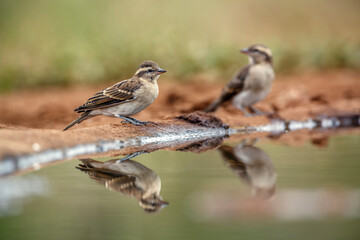 Yellow-throated Petronia couple standing along waterhole with reflection in Greater Kruger National...