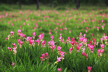 Dok Krachiao (Siam Tulip) flowers bloom festival in Sai Thong National Park Chaiyaphum province,...