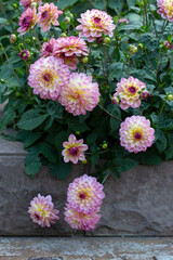 Delicate pink dahlias in a flower bed in the garden. Gardening, perennial flowers, landscaping. © Marina