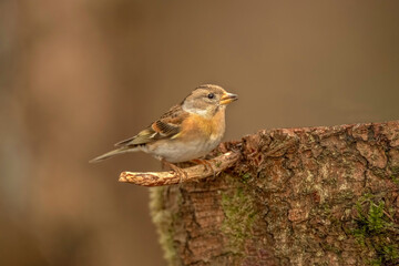 Brambling female, perched on a branch, in a forest in Scotland, close up in winter