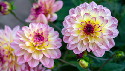 Obraz premium Lush pink dahlia flowers in a flower bed in summer. Gardening, perennial flowers, landscaping.