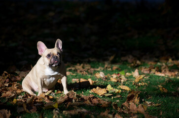 An adorable bulldog sits among fallen autumn leaves and looks up intently at the falling leaves.