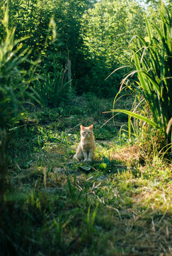 Orange cat sittig in the wild