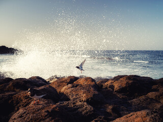 Small bird in flight and in the background a wave breaking on the rocks