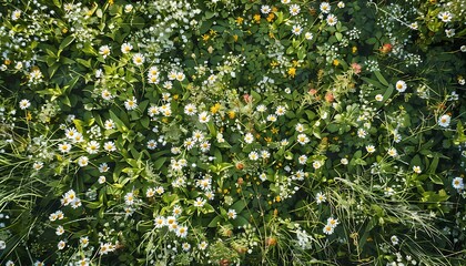 Green grass with white flowers in the meadow, top view.