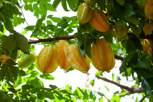 Frische reife Fr&uuml;chte der Sternfrucht  -Averrhoa carambola - Karambole, Karambola, Carambola h&auml;ngen am Ast auf den Seychellen.