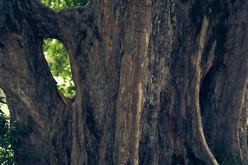 A hole in the trunk of a tree. Uneven, bumpy roots stick out of the ground. Maple burger tree trunk close-up. With space to copy. High quality photo