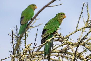 Photograph of two Australian King Parrots sitting in a leafless tree in the sunshine in the Blue Mountains in New South Wales, Australia.