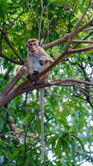 Macaque