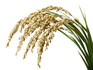 Close-up of an ear of rice with the grains attached. Transparent background.