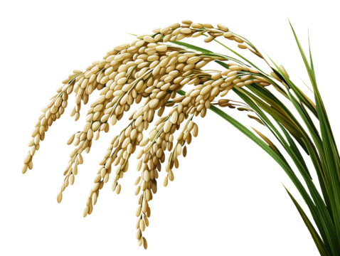 Close-up of an ear of rice with the grains attached. Transparent background.
