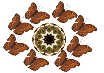 Schmetterlinge