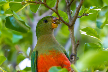 Photograph of an Australian King Parrot eating berries in a green leafy tree in the Blue Mountains in New South Wales, Australia.