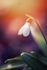 Śnieżyczka przebiśnieg (Galanthus nivalis L.), białe kwiaty wiosenne, rozmyte tło lub tapeta  © anettastar