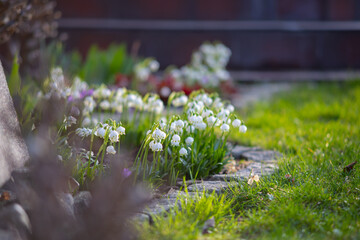 Śnieżyczka przebiśnieg (Galanthus nivalis L.), białe kwiaty wiosenne, rozmyte tło lub tapeta  © anettastar