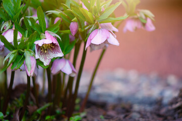 Ciemiernik (Helleborus L.), różowe kwiaty, sezon wiosenny w ogrodzie