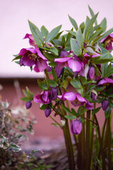 Ciemiernik (Helleborus L.), różowe kwiaty, sezon wiosenny w ogrodzie