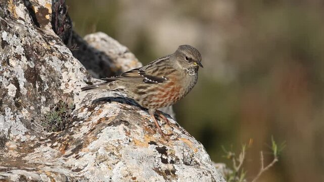 Acentor alpino Prunella collaris posado en roca en el Alt de les Pedreres de Alcoy sale volando, Espa&ntilde;a