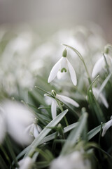 Śnieżyczka przebiśnieg (Galanthus nivalis L.), białe kwiaty wiosenne, rozmyte tło lub tapeta  © anettastar