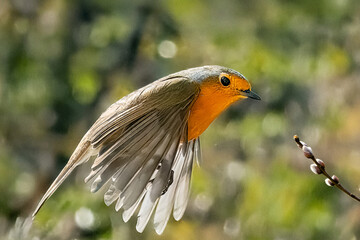 Un pettirosso (Erithacus rubecula) vola con le ali spiegate, illuminato dalla luce del sole, per...