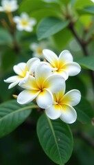 Obraz premium Delicate white frangipani flowers blooming on a tree branch, flower, tree