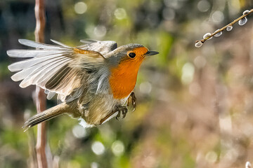 Un pettirosso (Erithacus rubecula) vola con le ali spiegate, illuminato dalla luce del sole, per raggiungere i rami di un albero.