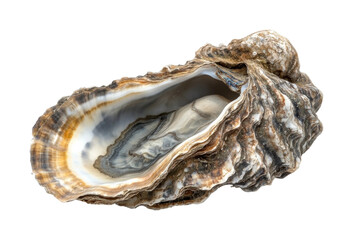 Oyster harvesting ocean shore nature isolated on transparent background - Generative AI