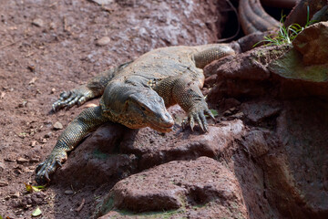 Asian monitor lizard is playing in the mud